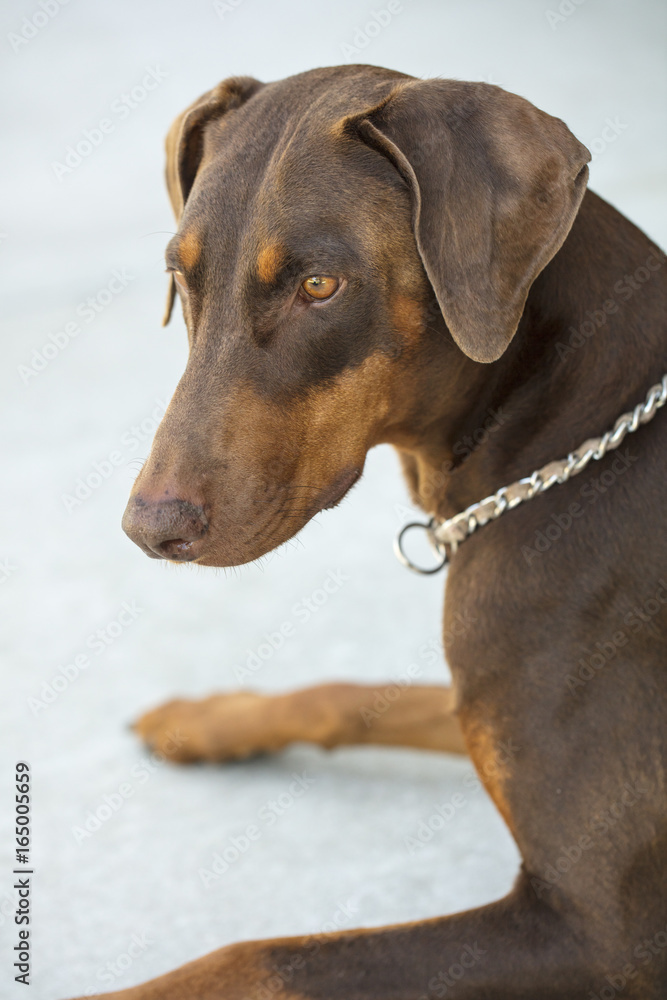 Red Doberman Pinscer sitting in a park on grassy area