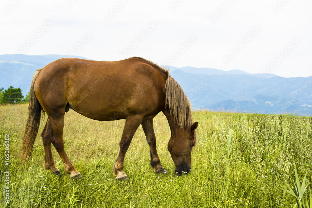 Beautiful horse on the green mountain top. Green mountain landscape. Beautiful horse on the green mountain top. Green mountain landscape.