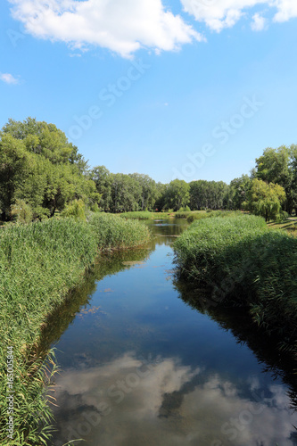 Park lake in the summer