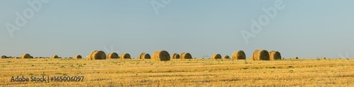 panorama with wheat rolls on the field in summer day in Ukraine