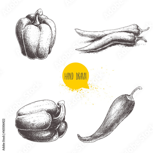 Hand drawn sketch collection of different types of pepper. Bell sweet pepper and red hot chili peppers. Vintage market fresh vegetables set isolated on white background. Spicy food.