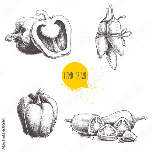 Hand drawn sketch collection of different types of pepper. Bell sweet peppers composition, sliced hot chili peppers and jalapeno peppers bunch. 