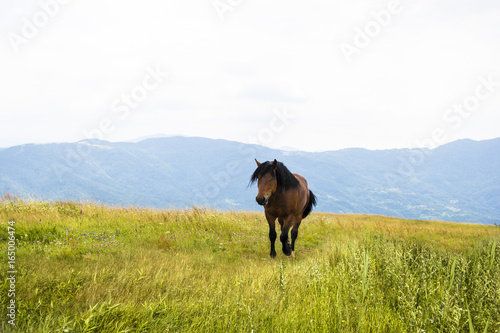 Beautiful horse on the green mountain top. Green mountain landscape.