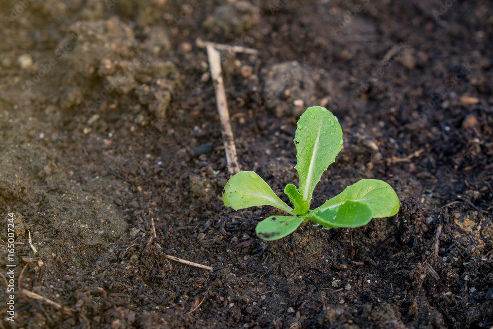 young Green Cos on the soil young Green Cos on the soil