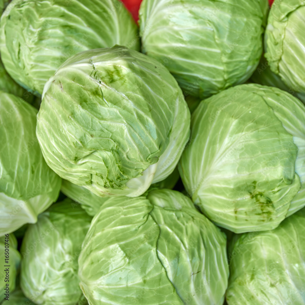 cabbage from field. cabbage background cabbage from field. cabbage background
