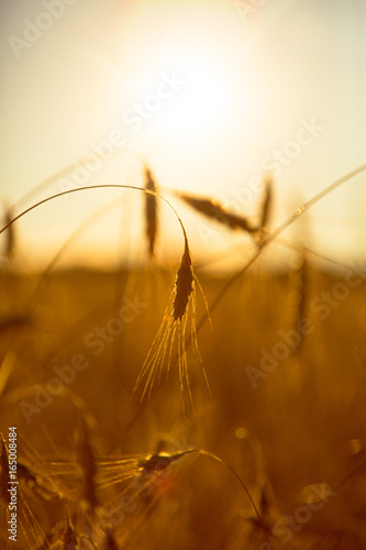 Ripe ears of wheat on a sunset photo