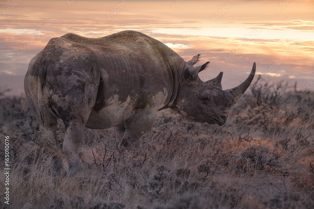 Fototapeta premium rhino at sunrise