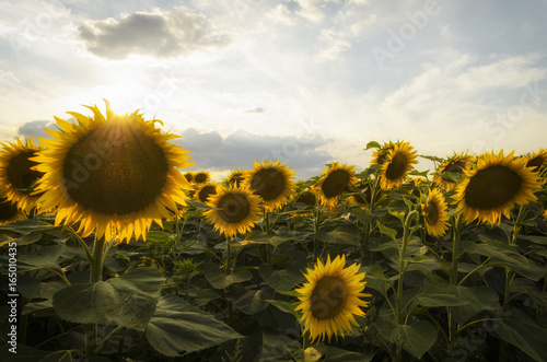 scenic sunflower summer landscape outdoor on hill