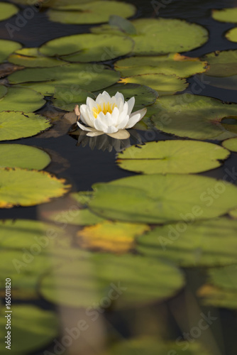 Water Lilies Lily Pads