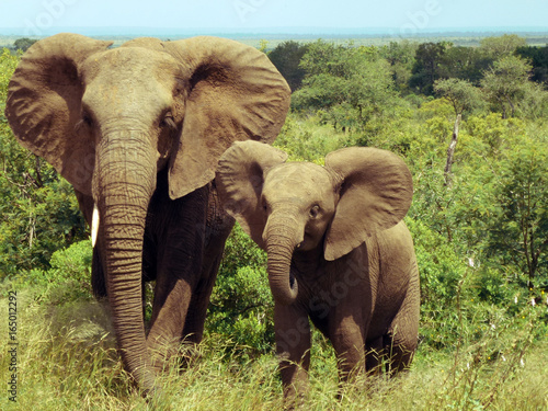 Elefantenmama mit Kind