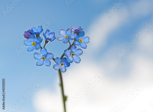 Forget-me-not flowers in a heart shape against the sky.
