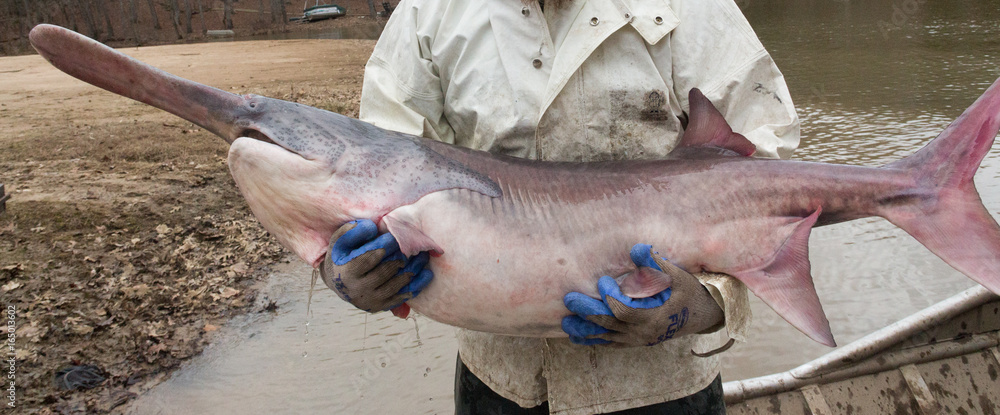 Εκτύπωση καμβά Paddle Fish