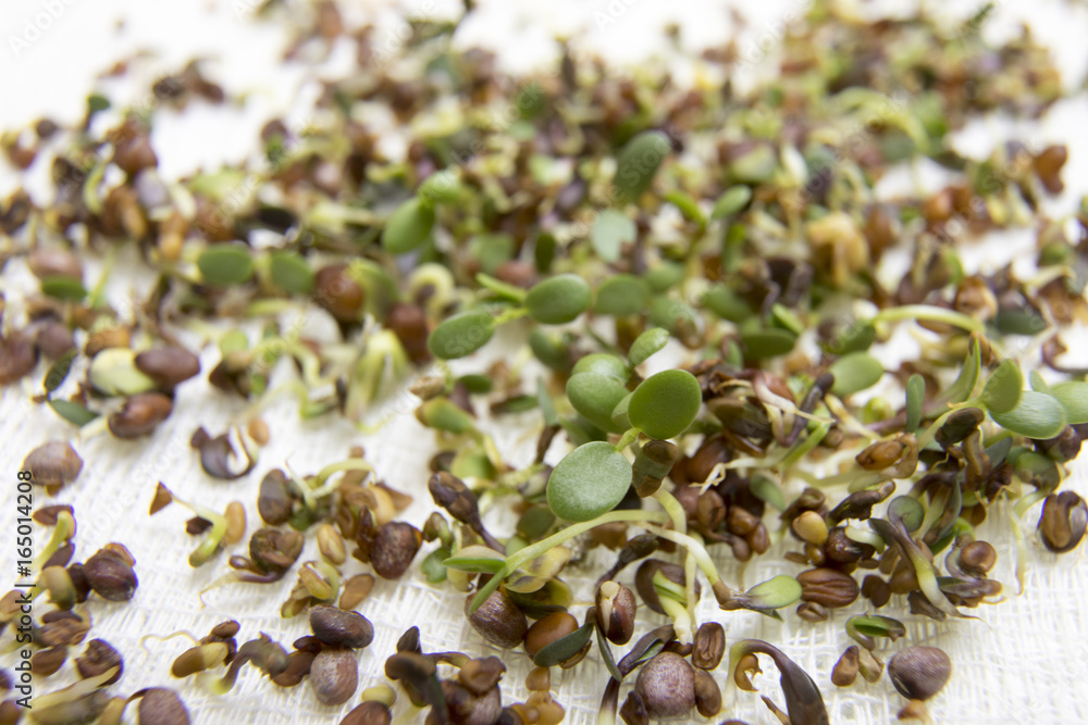 Salad sprouts from seeds