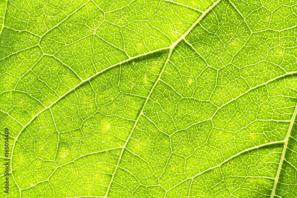Sunflower green leaf rugged surface Sunflower green leaf rugged surface