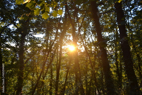 Wald mit Sonne in Italien