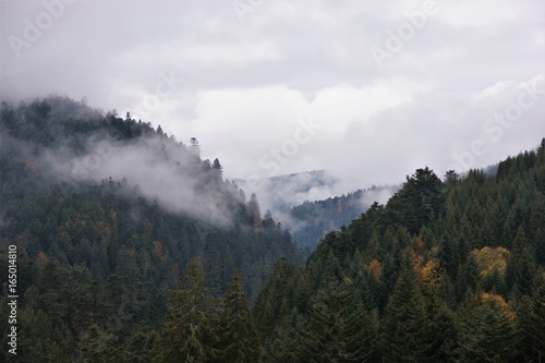 Berge und Nebel mit Wald
