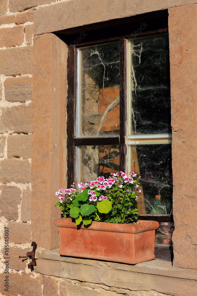 Im romantischen Bauerngarten: Kapuzinerkresse im Terracottatopf auf der Fensterbank einer alten Scheune