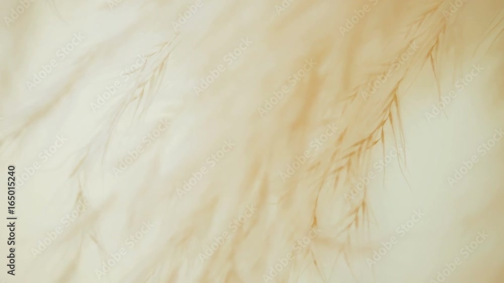 bright large feather bird in macro bright large feather bird in macro