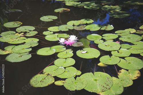Lily Pads and White and Pink Water Lily Lotus in Water