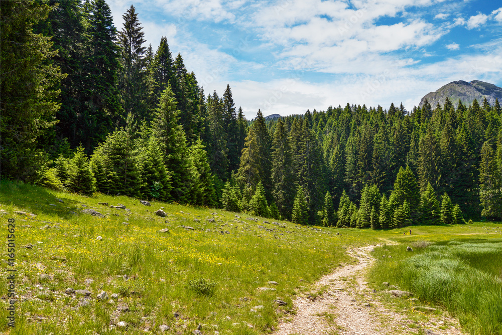 Fototapeta premium Durmitor National Park