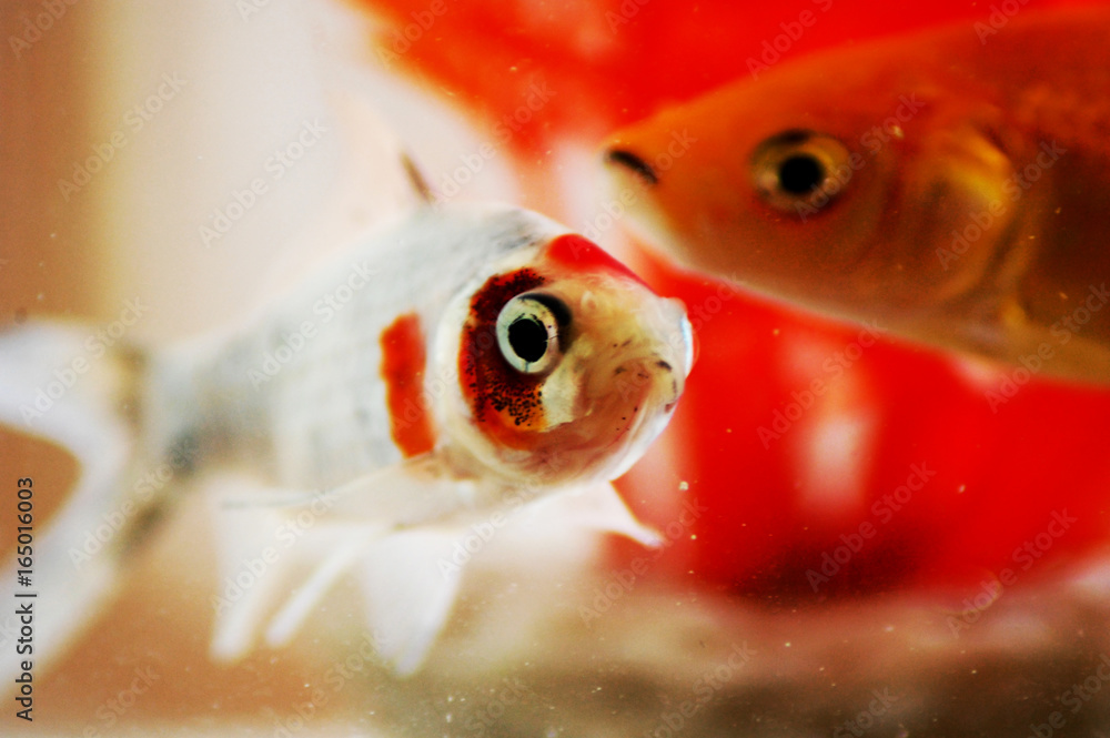 Εκτύπωση καμβά Poissons rouges