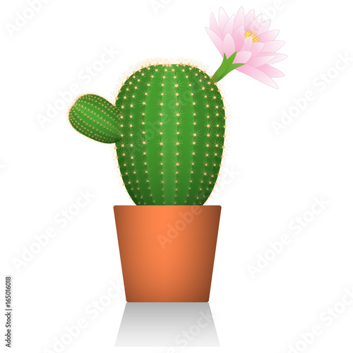 Cactus in a red clay pot. Flowering plant. White background. Isolated. Realistic picture. Vector illustrations.