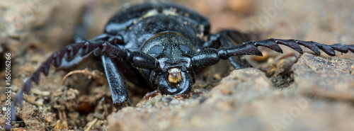 Front eines Männchen des Sägebock (Prionus coriarius) © mirkograul