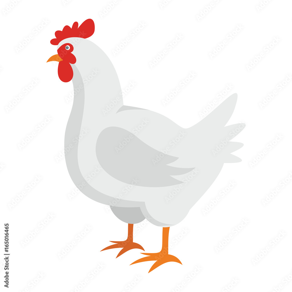 White chicken flat cartoon icon. hen vector illustration for design and web isolated on white background. White chicken vector object for labels, logos and advertising