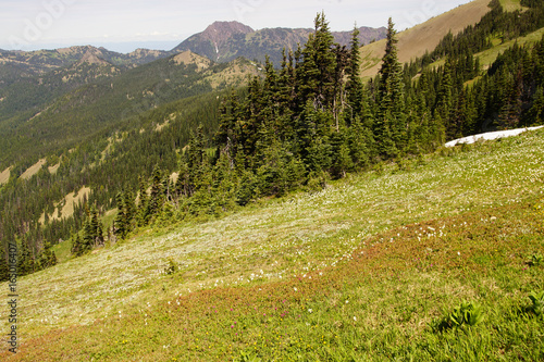 White avalanche lilies photo