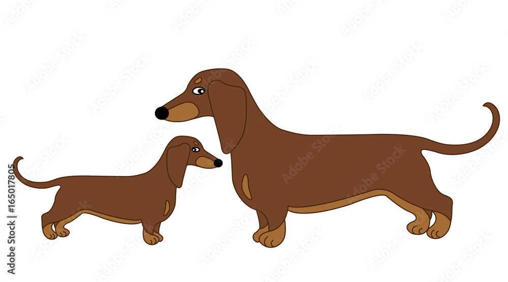 Vector Cute Dachshund with Puppy. Vector Sausage Dog. Dachshund Vector Illustration.