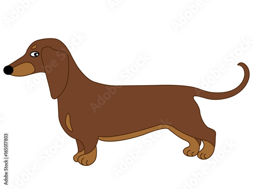 Vector Cute Dachshund. Vector Sausage Dog. Dachshund Vector Illustration.