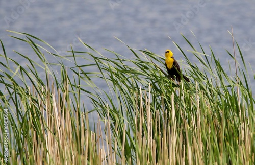 Wetland Yellow Headed Blackbird photo