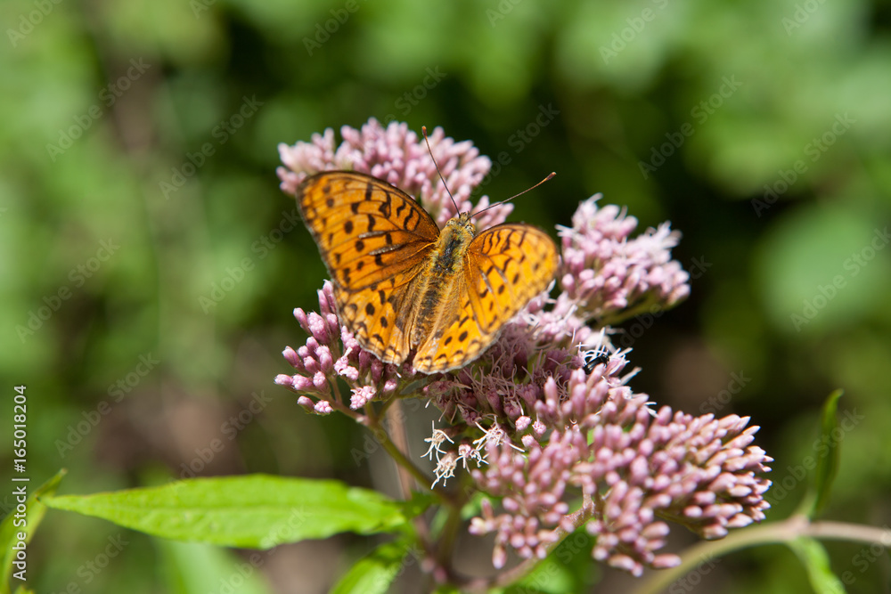Pearl moth (Argynnis paphia) feeding on a flower. Pearl moth (Argynnis paphia) feeding on a flower.