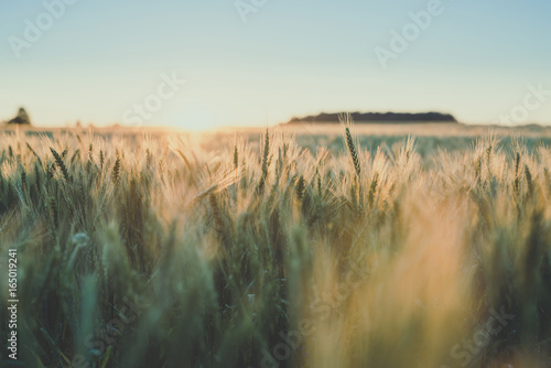 Harvest. Rye field in the evening sun