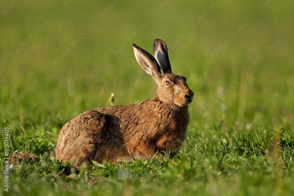 european hare, lepus europaeus, Czech republic european hare, lepus europaeus, Czech republic