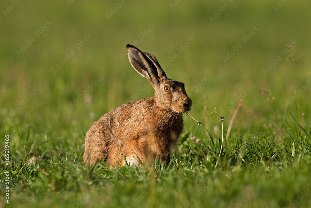 Naklejka premium european hare, lepus europaeus, Czech republic