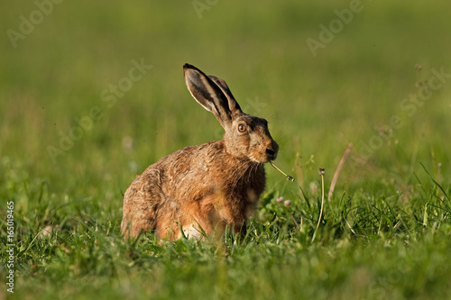 european hare, lepus europaeus, Czech republic