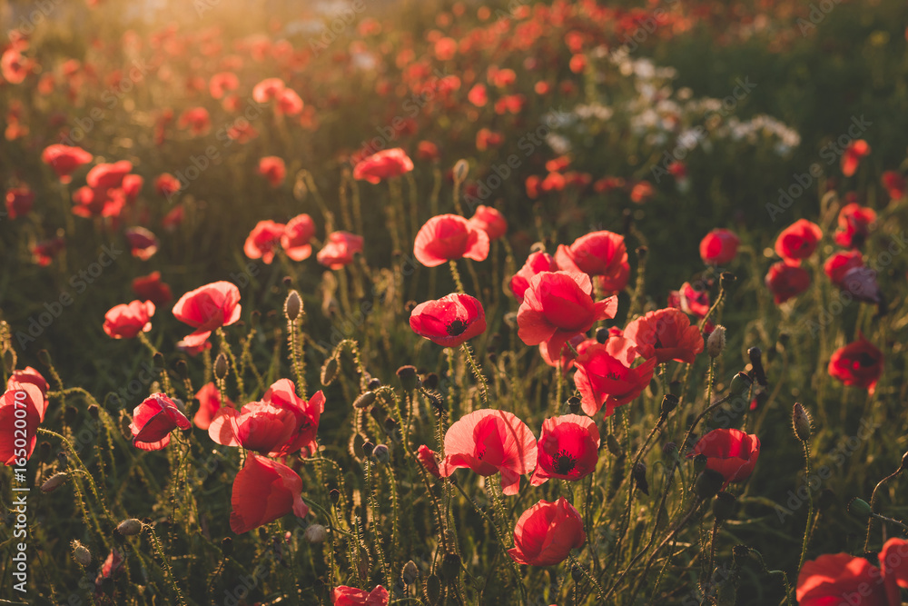 Fototapeta premium Background. Red, wild poppies in the field