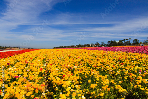 Yellow Flowers with Blue sky