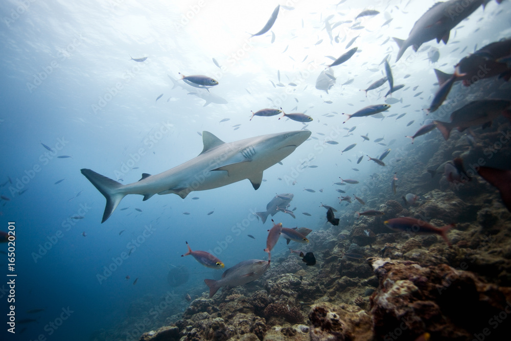 Naklejka premium grey reef shark, carcharhinus amblyrhynchos,Beqa lagoon, Fiji