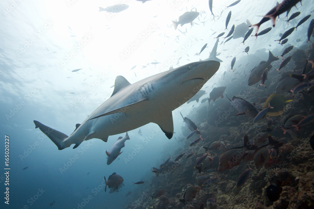 grey reef shark, carcharhinus amblyrhynchos,Beqa lagoon, Fiji grey reef shark, carcharhinus amblyrhynchos,Beqa lagoon, Fiji