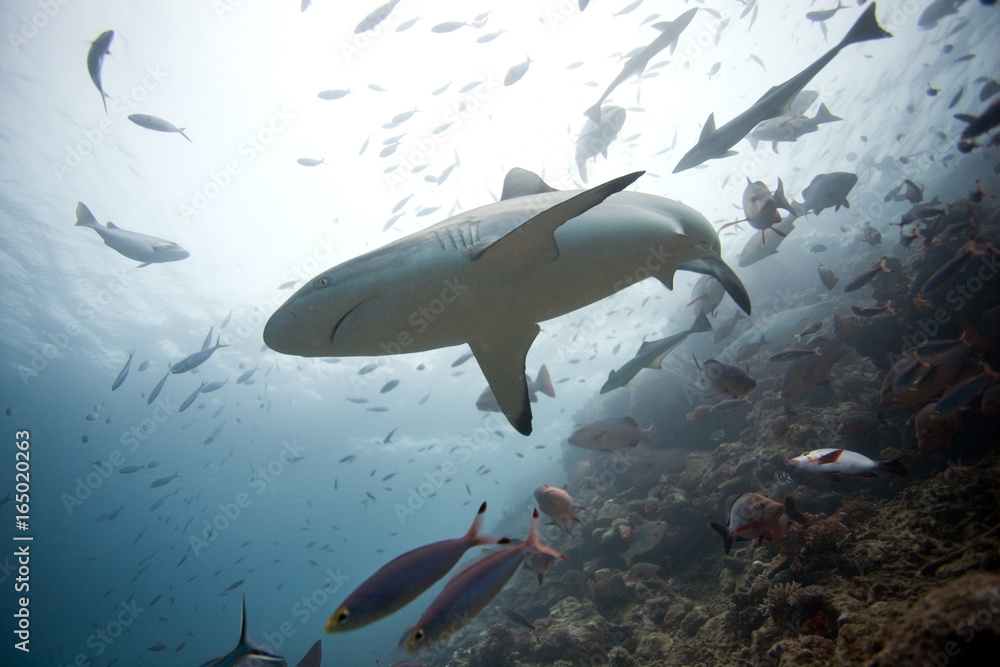 Obraz premium grey reef shark, carcharhinus amblyrhynchos,Beqa lagoon, Fiji