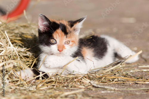 Obraz na plátne baby cat, cute kitten play and sleep