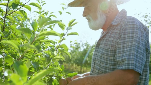 An old farmer with a beard in a hat checks the growth of apples in his orchard. A beautiful and successful gardener examines the production of apples.