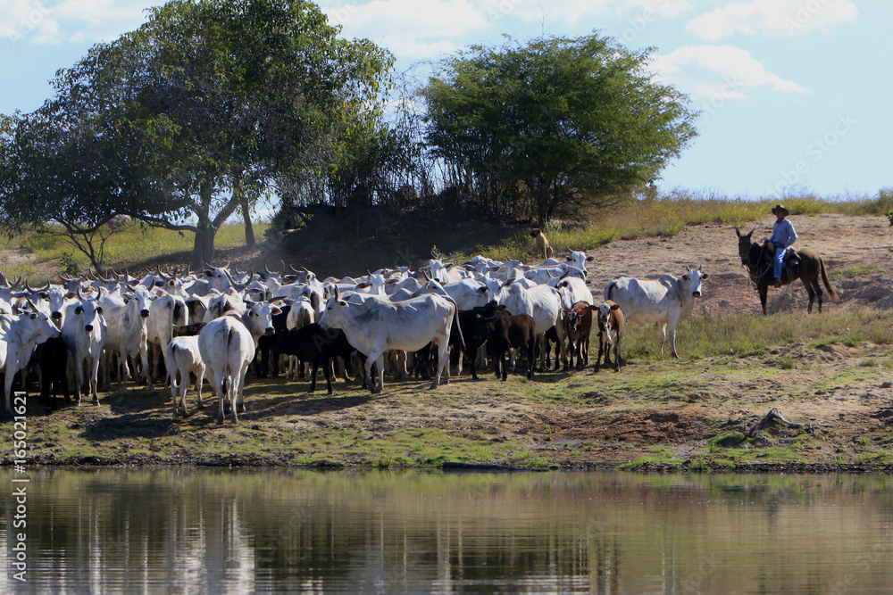 Obraz premium Fazenda de gado