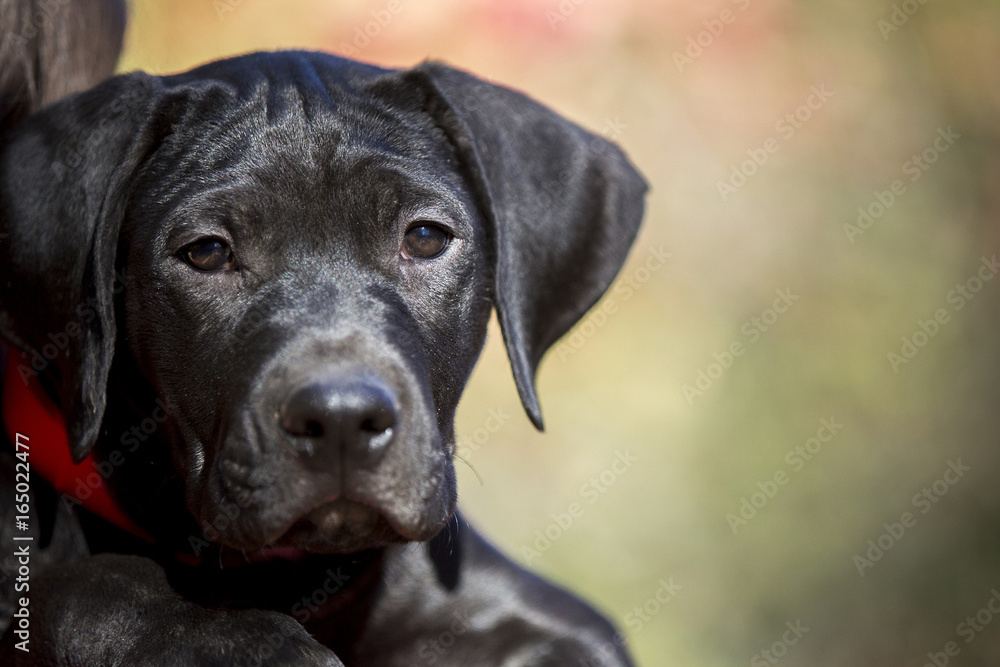 Black Labrador Puppy Closeup Looking Into Camera
