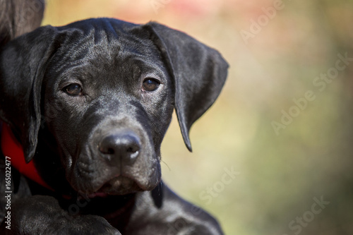 Black Labrador Puppy Closeup Looking Into Camera