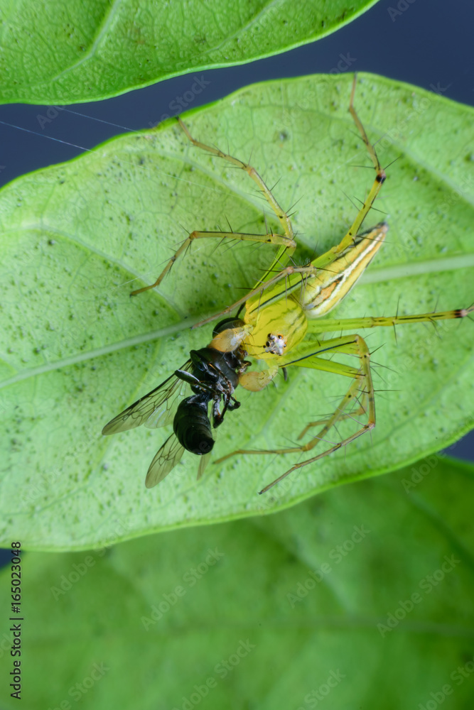 Jumping spider eating ant on leaf green background Jumping spider eating ant on leaf green background