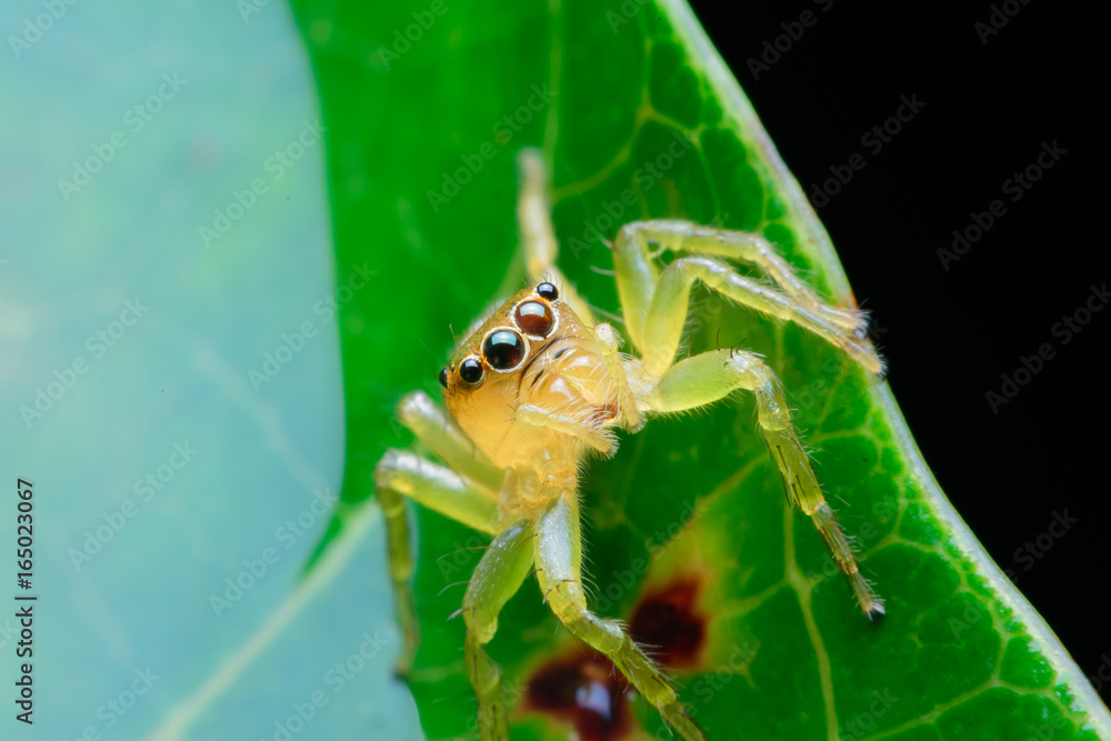 Naklejka premium Jumping spider on leaf green background