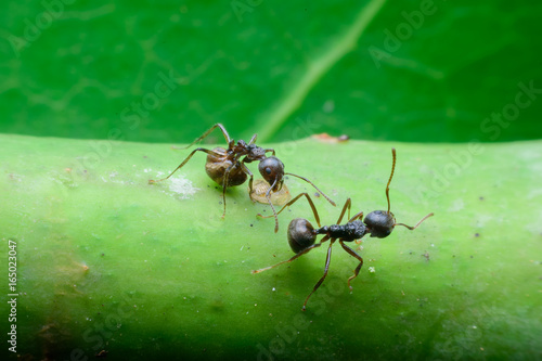black ants on  tree © ashophoto